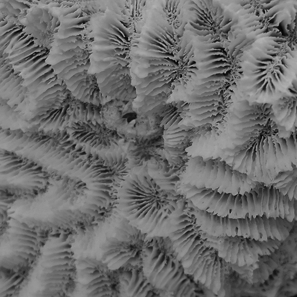 Coral specimen 1